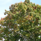 Red oak- Cambridge Tree Trust